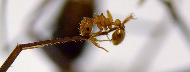 Little fire ant worker immobilizes a much bigger Argentine ant